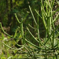 Euphorbia tirucalli L.